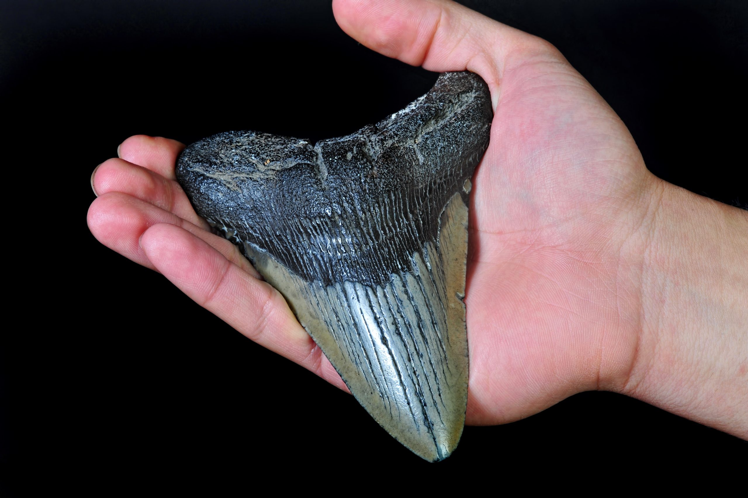 where can i hunt for megalodon teeth in south carolina