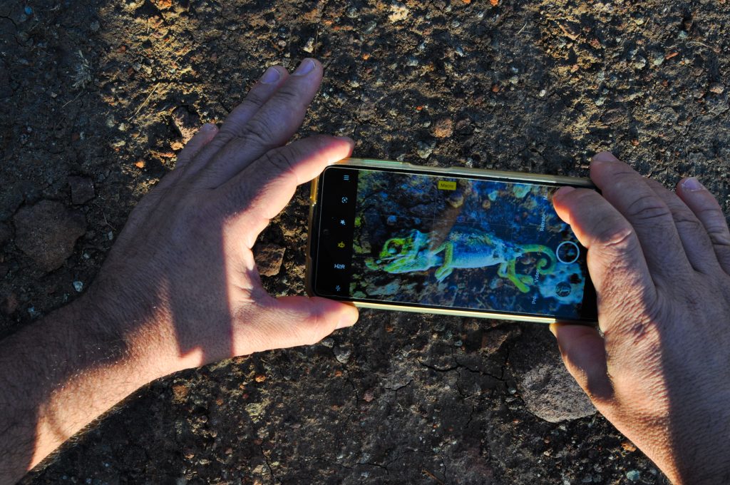 Close up of man hands photographing with his mobile a dead but brightly colored chameleon on the texture sand at dawn