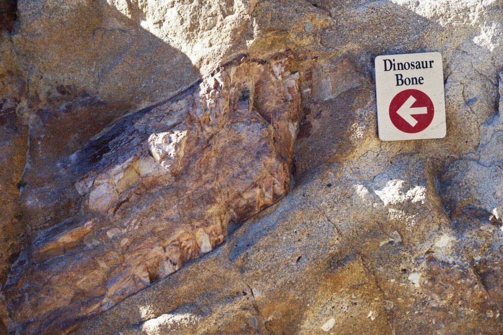 Dinosaur Bones Fossil in Colorado, United States.