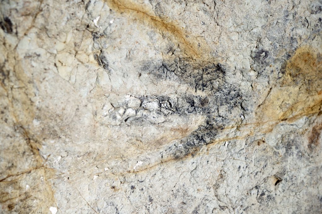 Dinosaur Footprint Fossil. Dinosaur Track Fossil in Dinosaur Ridge - Morrison Fossil Area National Natural Landmark.