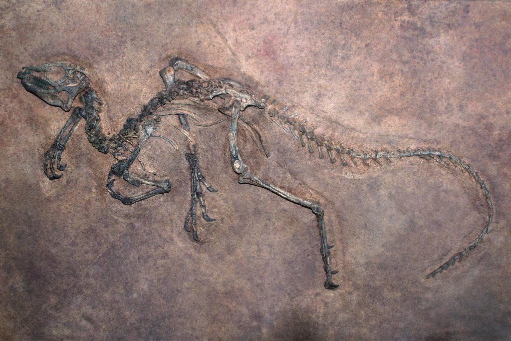 dinosaur fossil in rock