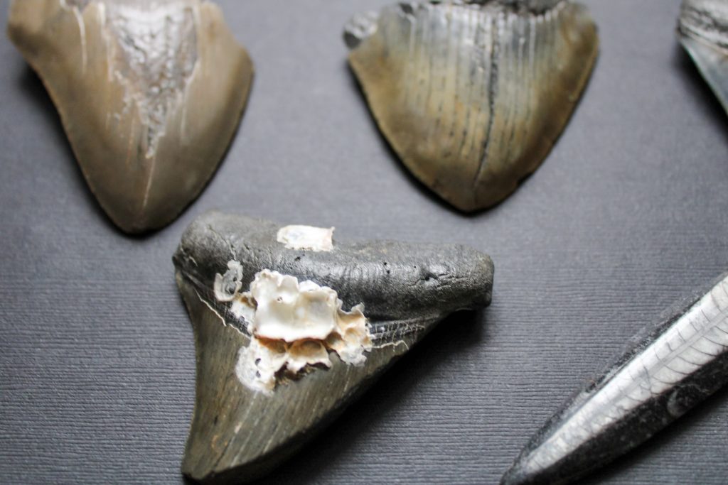 Megalodon Sharks Teeth Fossils In A Display