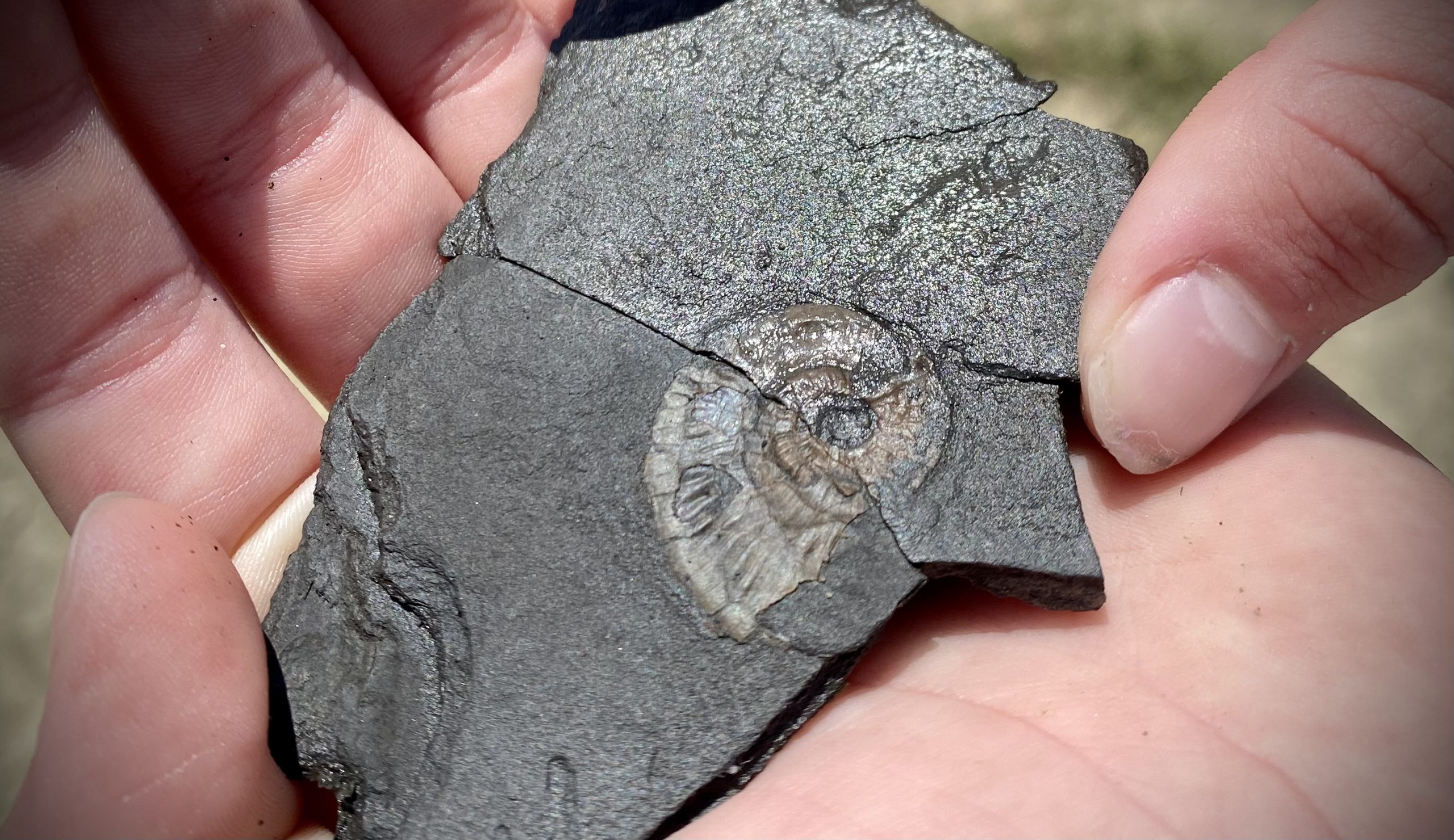 what do you look for when looking for fossils